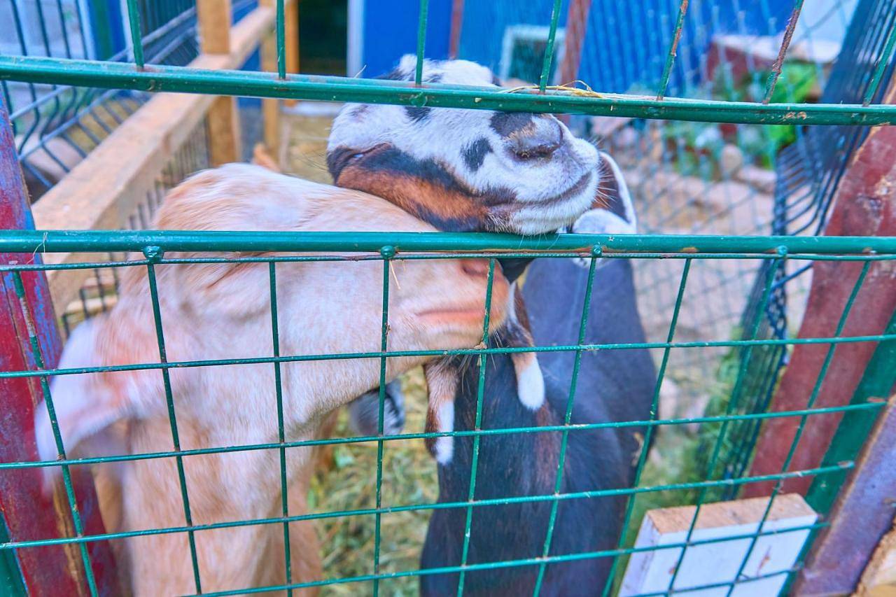 Ow Sargus in Władysławowo, Morze Bałtyckie