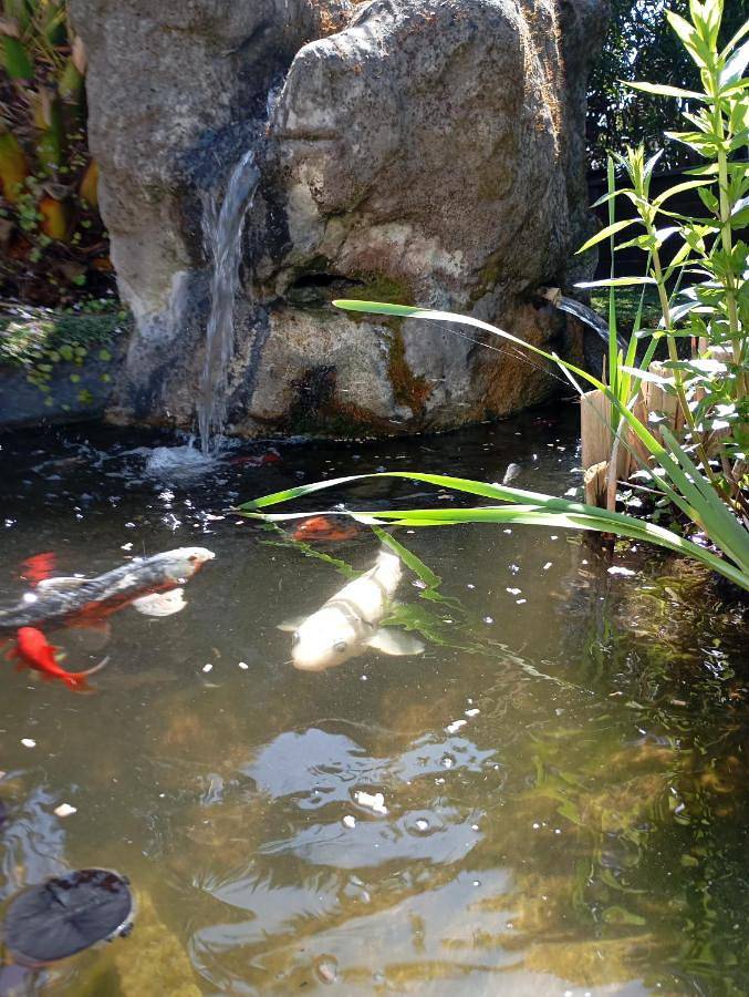 Chambre d’hôte pour 2 personnes, avec terrasse et vue ainsi que piscine et jardin à Vendays-Montalivet