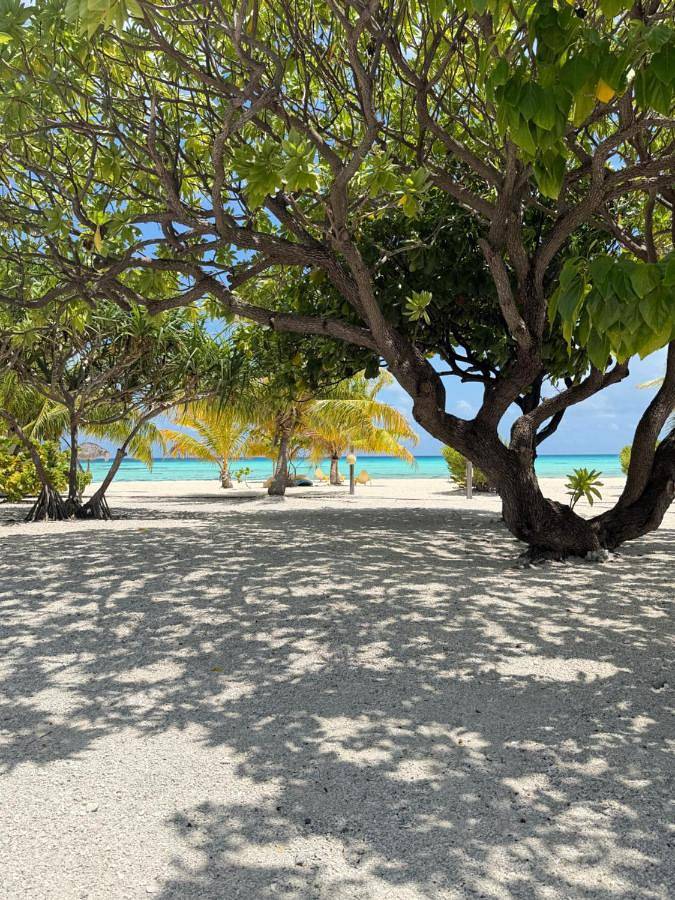 Hôtel pour 4 personnes, avec jardin ainsi que vue et terrasse dans Tikehau - 4