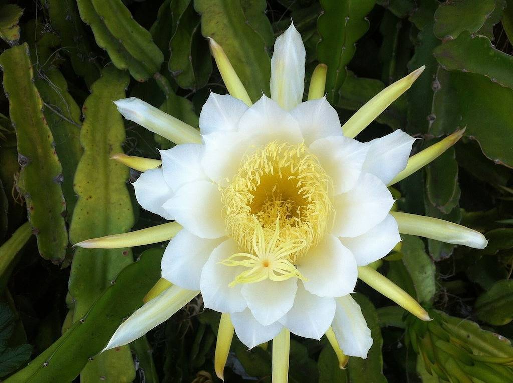 Honeymooner's Delight, privater Pool und Eigentum, Meerblick, nahe am Strand. in Maui Meadows, Wailea-Makena