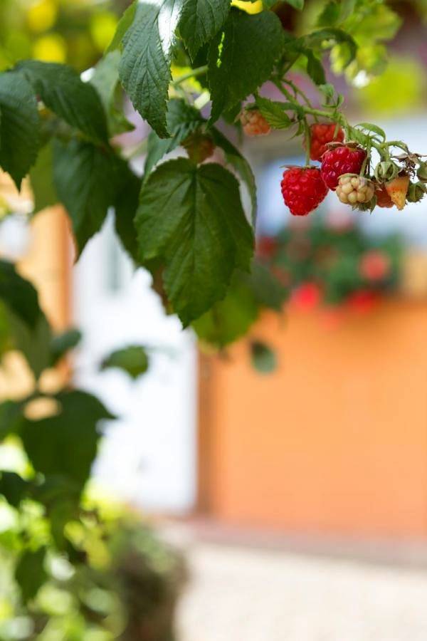 Gîtes de Charme Chez Christine in Ottrott, Bas-Rhin Alsace