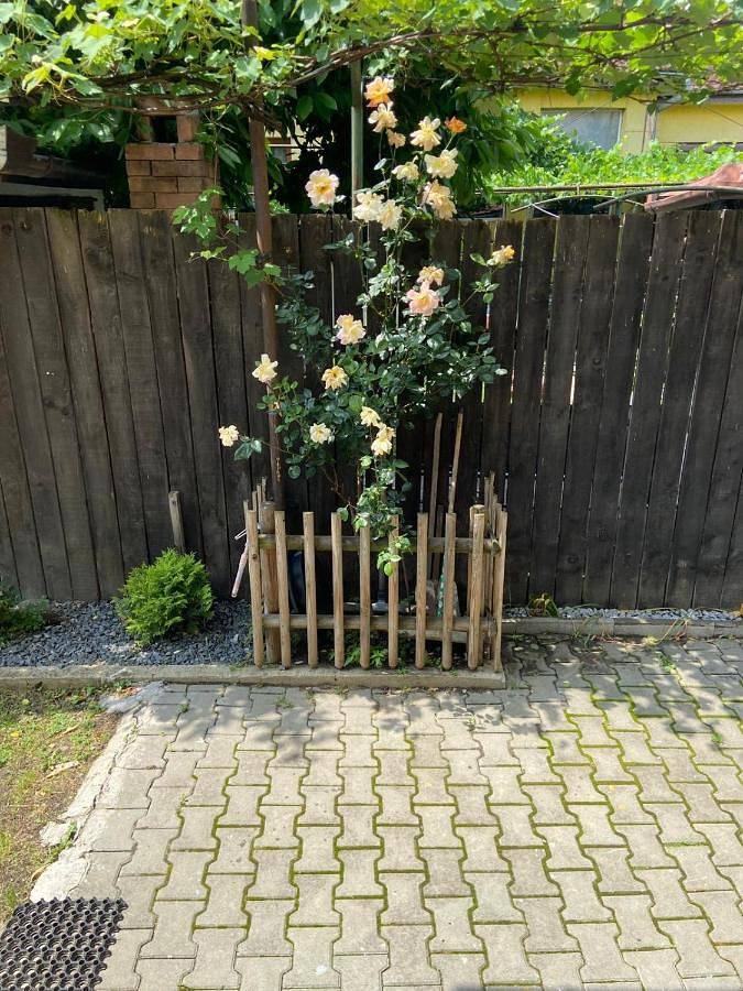 Maison d’hôte pour 2 personnes, avec jardin ainsi que terrasse et vue, animaux acceptés à Sibiu - 2