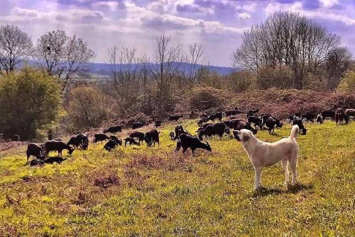 Location de vacances pour 2 personnes dans Torigny-les-Villes - 2