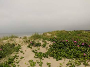 Ferieudlejning til 6 Personer i Blåvand, Vesterhavet, Billede 2