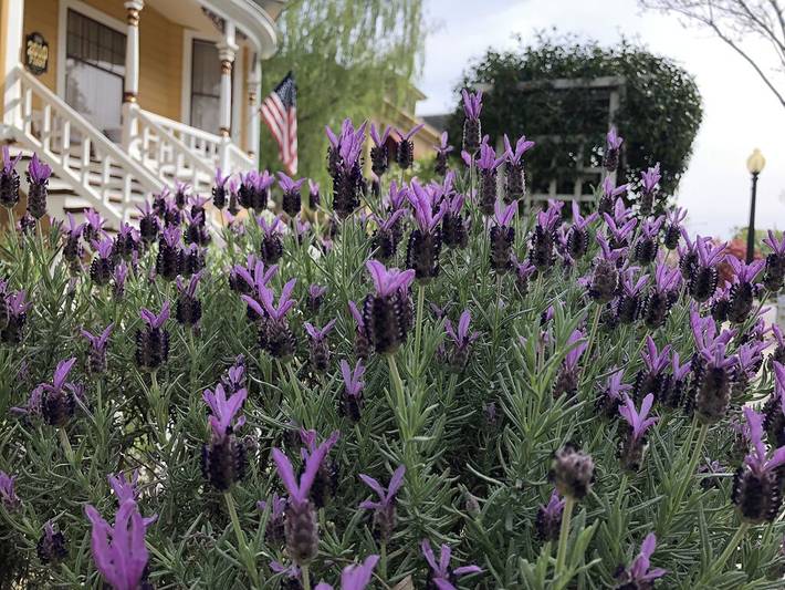 Location de vacances pour 8 personnes, avec jardin à Napa - 3