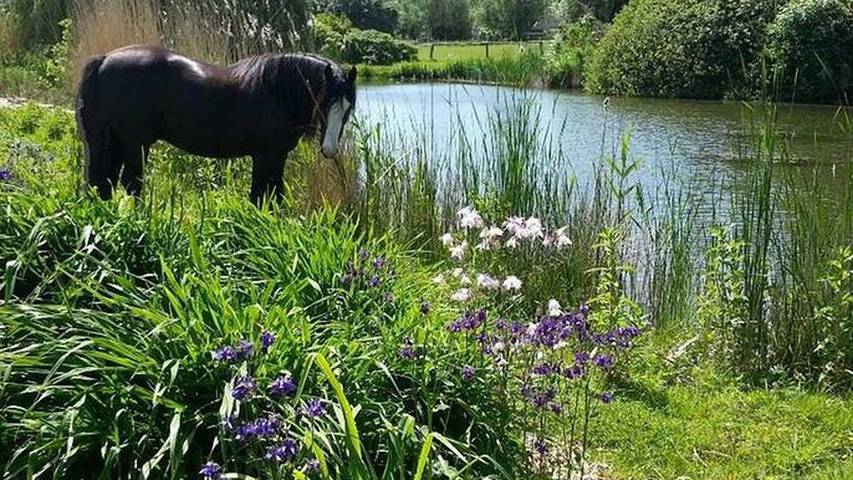 Ferienwohnung für 5 Personen, mit Garten und Balkon in Kenz-Küstrow - 4