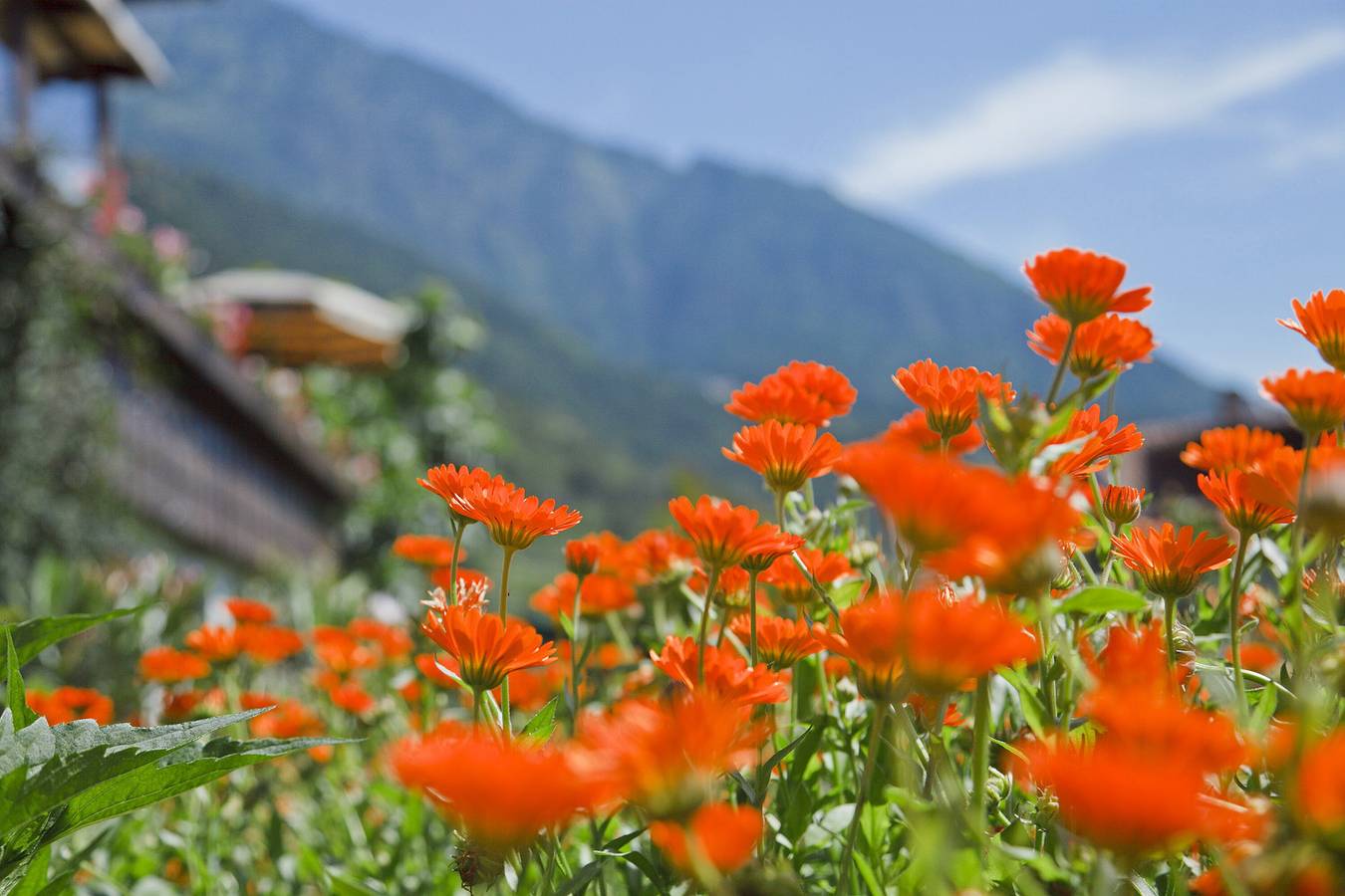 Ganzes Studio, Einzimmerapartment 'Tschigat' mit Bergblick, Gemeinschaftsgarten und Wlan in Mitterplars, Algund