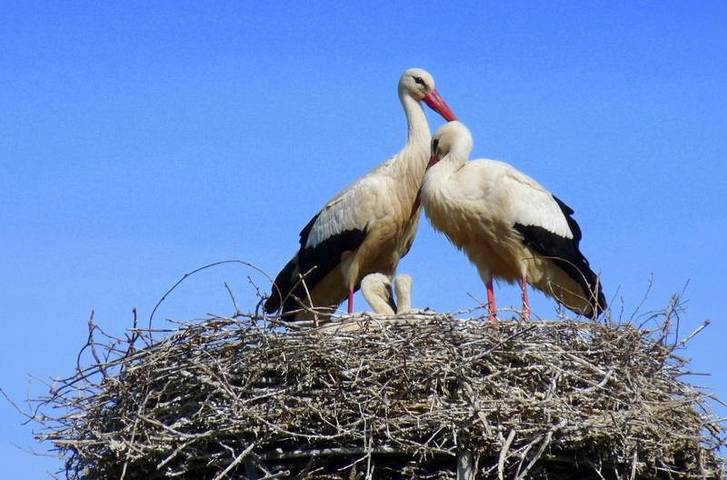 Hôtel pour 2 personnes, avec vue, animaux acceptés à Marlenheim - 3