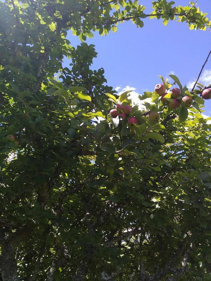 Location de vacances pour 8 personnes, avec vue et jardin, animaux acceptés à Dinéault - 3