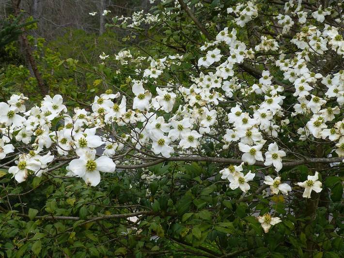 Cottage für 5 Personen, mit Terrasse und Garten, mit Haustier - 1