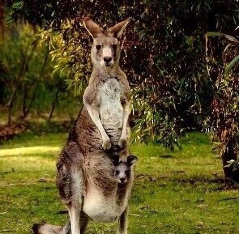 Deckhaus Hepburn Retreat in Hepburn, Hepburn Shire