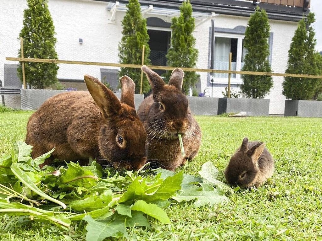 Ferienwohnung mit 3 Schlafzimmer in Oberstdorf, Bayerisch Schwaben
