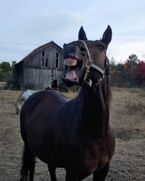 Cottage für 5 Personen, mit Balkon und Garten - 1