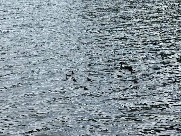 Gîte pour 3 personnes, avec jacuzzi et jardin, animaux acceptés à Barro - 3