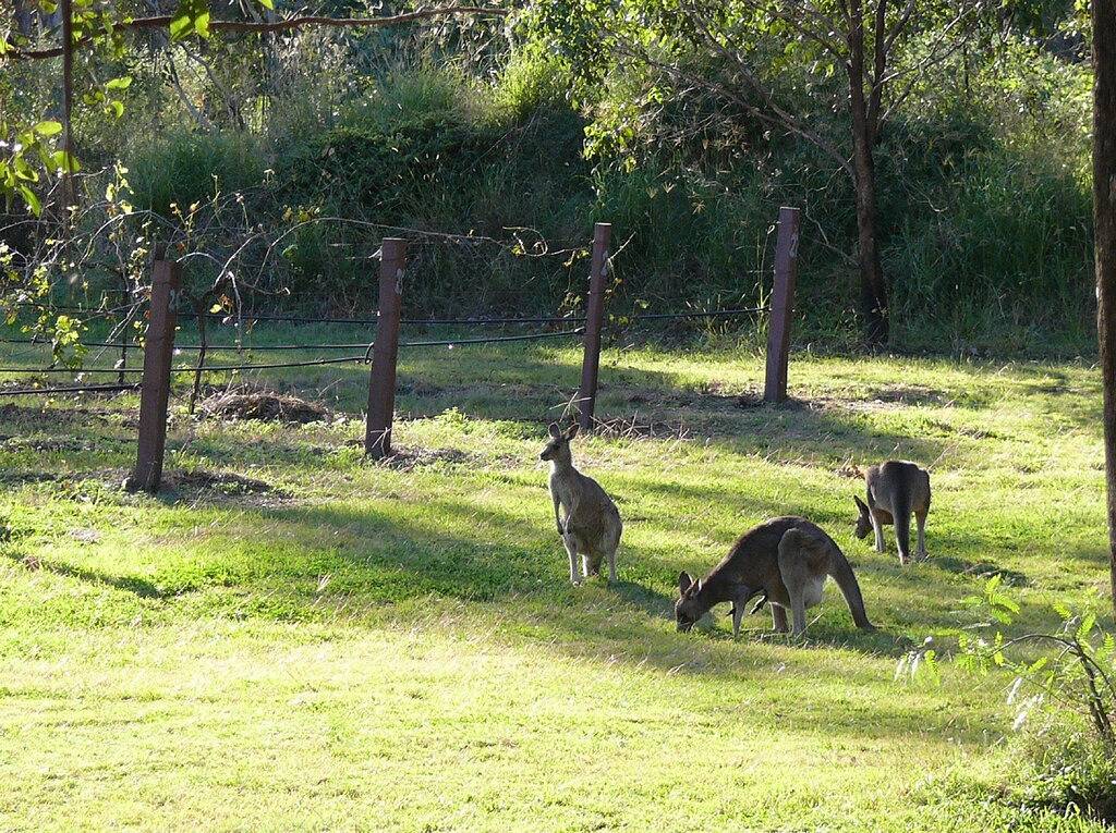 Spa Cottage, overlooking vineyard in Pokolbin, Hunter Valley