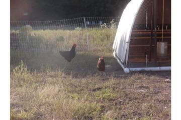 Camping für 7 Personen in Texas, USA, Bild 4