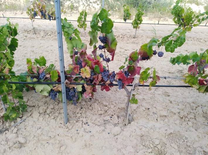 Landhaus für 3 Personen, mit Ausblick und Garten, mit Haustier in Katalonien - 2