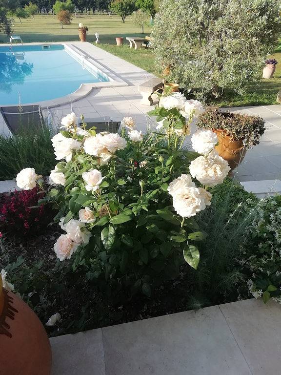 Gîte pour 4 personnes, avec jardin ainsi que piscine et terrasse, animaux acceptés en Provence-Alpes-Côte d'Azur - 3