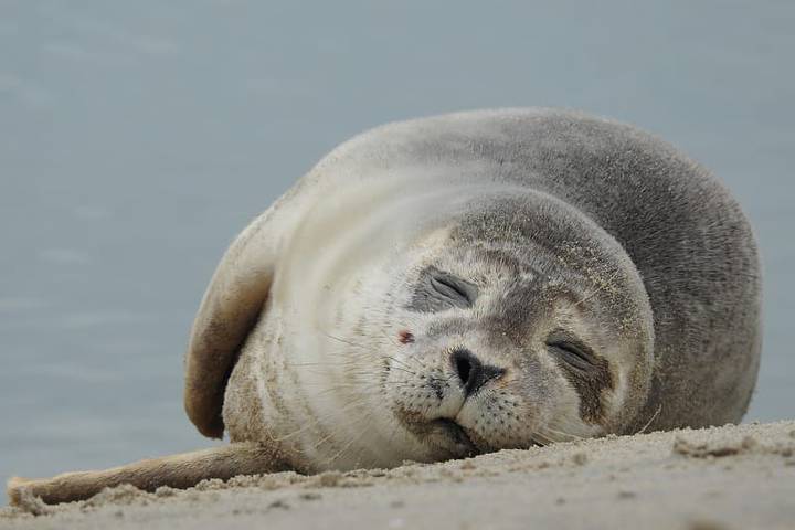 Ferienanlage für 4 Personen auf Texel - 4