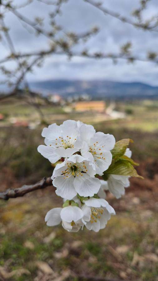 Aluguel de quarto para 4 pessoas, com jardim e vista e ainda piscina em Covilhã
