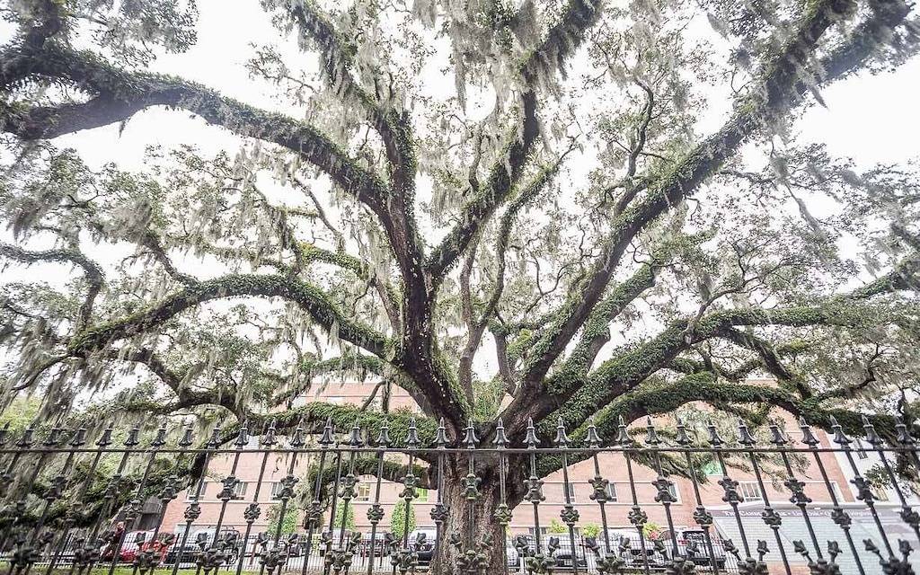 Ganze Wohnung, Southern Chic Apt. on Forsyth Park w/ Parking, No Stairs by Lucky Savannah in Savannah, Chatham County