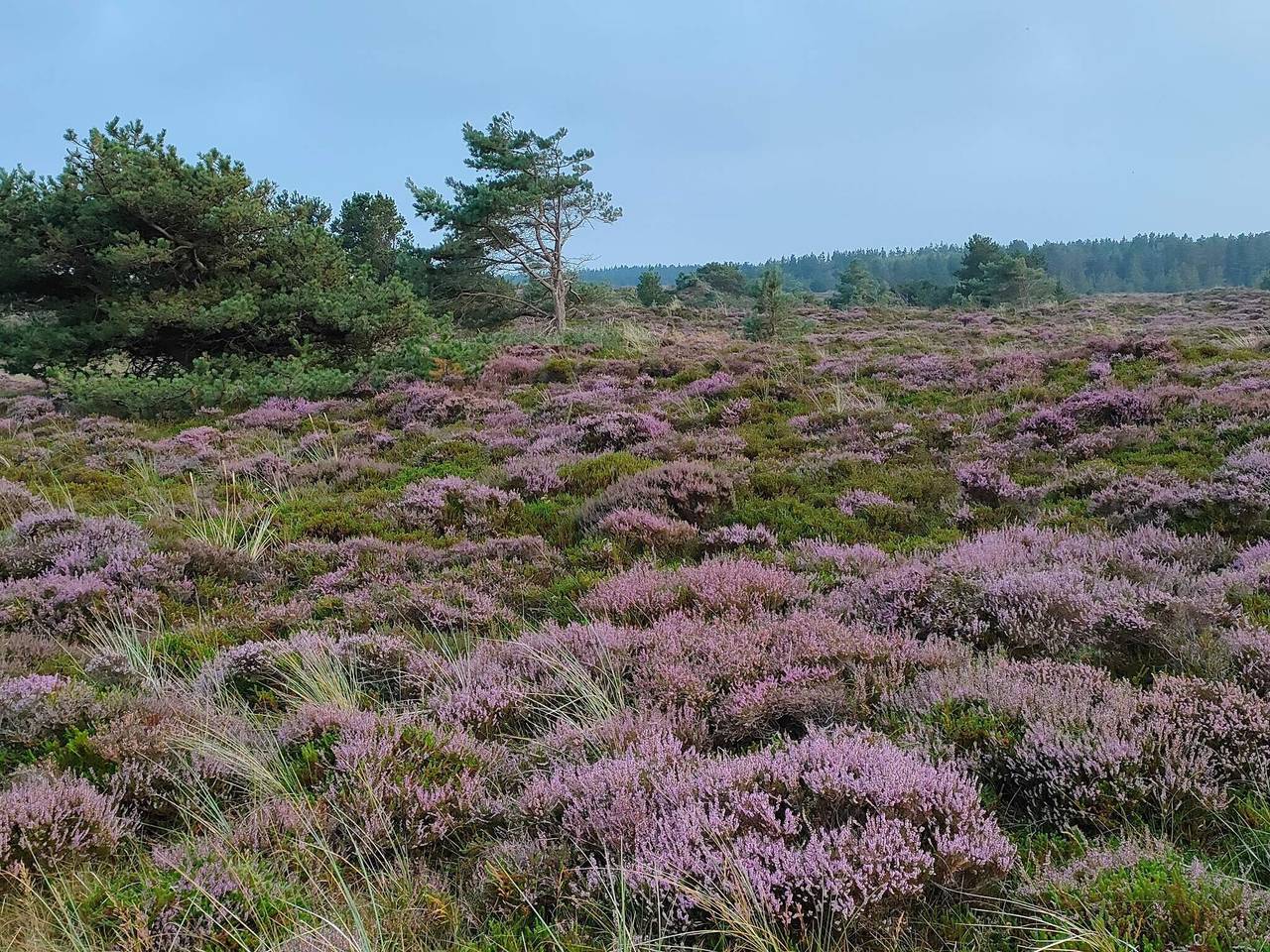 Ruhiger Ruckzug in Romo in Toftum, Rømø