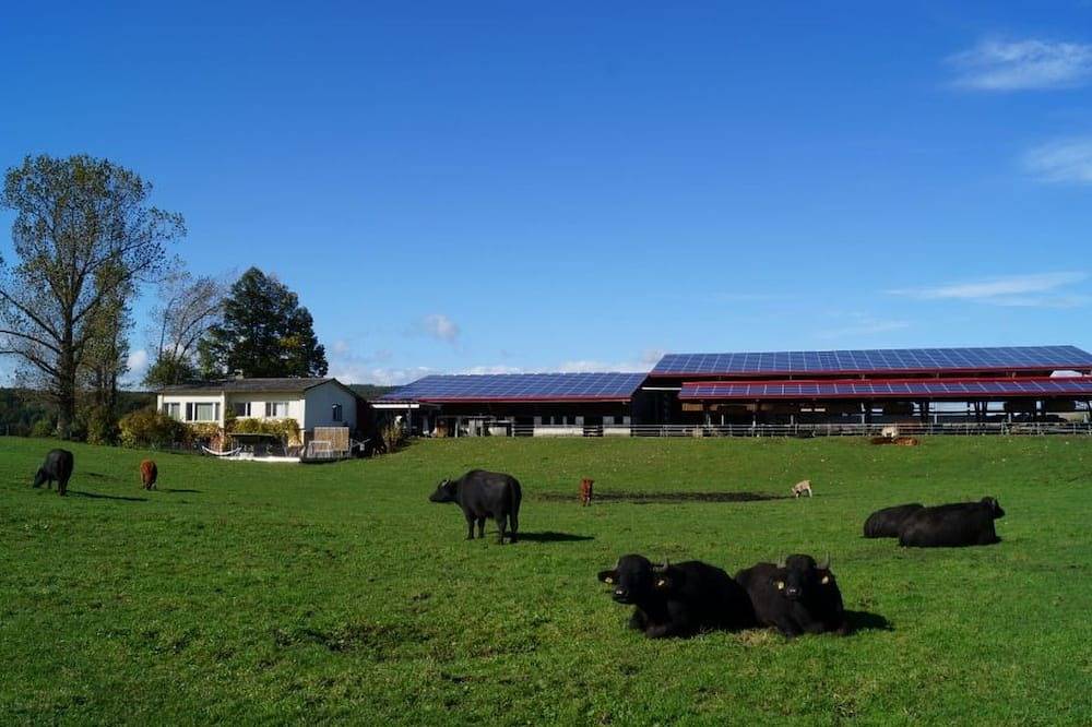 Ganze Wohnung, Erlebnis- und Biobauernhof Bolderhof, (Hemishofen) in Hemishofen, Bodensee (Schweiz)