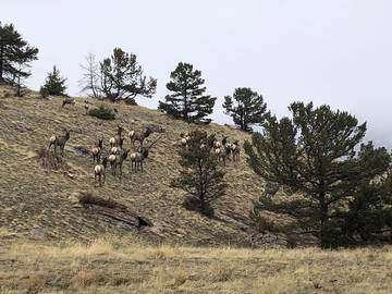 Log Cabin for 6 People in Cody (WY), Absaroka Range, Photo 4