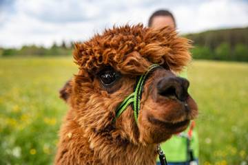 Ferienwohnung für 6 Personen in Schönbach, Vulkaneifel, Bild 2