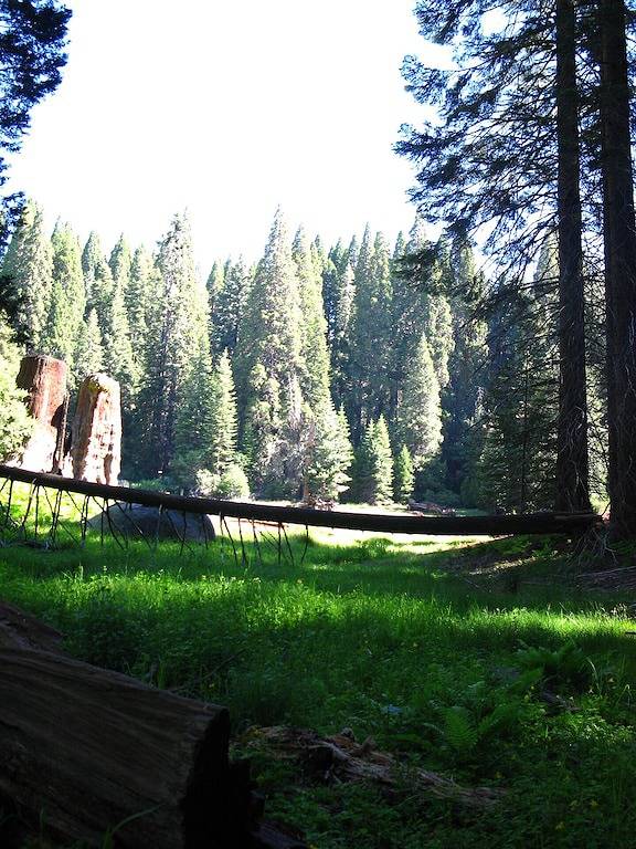 Siehe Giant Sequoias! Sehen Sie Kings Canyon Natl Park! (20 Minuten von hier). in Kings Canyon Nationalpark