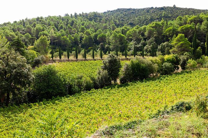 Gîte pour 13 personnes à Villesèque-des-Corbières - 3
