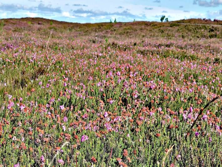 Ferienhaus für 6 Personen, mit Terrasse, kinderfreundlich in Filsø See - 2