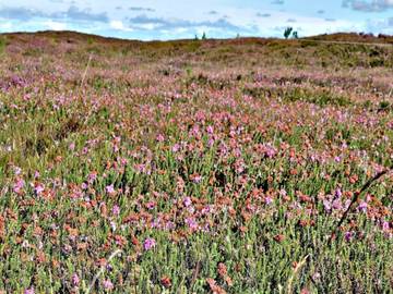 Ferienhaus für 6 Personen in Henne Strand, Filsø See, Bild 1