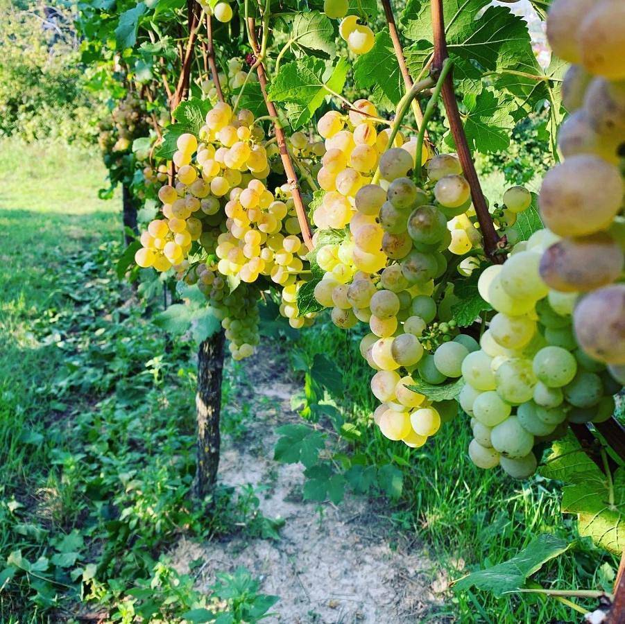 Ganze Wohnung, Rüdlins-Winzerhof in Auggen, Südschwarzwald