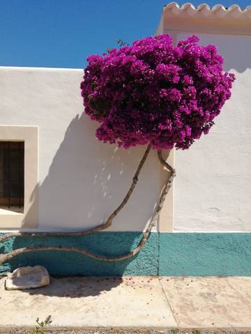 Ferienhaus in Sant Joan de Labritja, Ibiza Norden für 4 