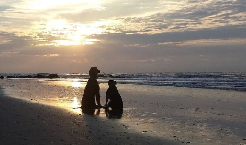 Ferienwohnung für 4 Personen, mit Garten und Terrasse, mit Haustier - 1
