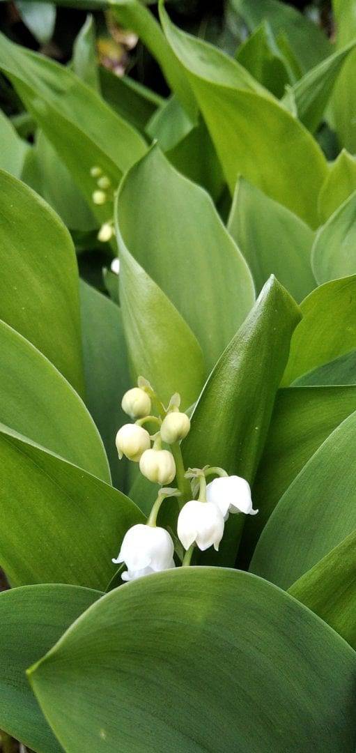 Location de vacances pour 2 personnes, avec jardin, animaux acceptés à La Bourboule - 2