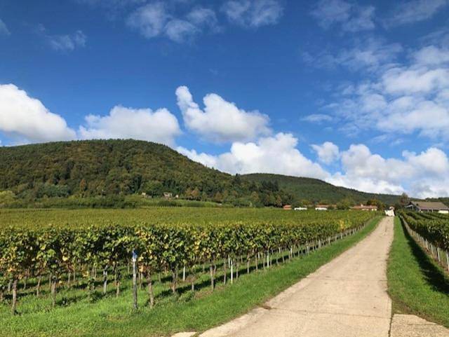 Ferienwohnung für 4 Personen, mit Terrasse und Garten sowie Ausblick in Gleisweiler - 2