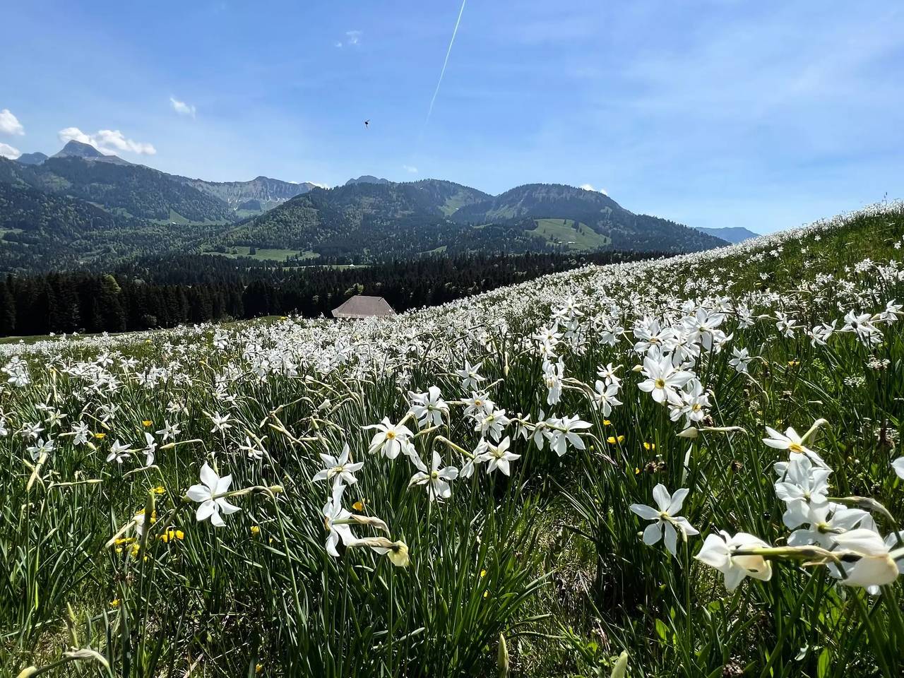 Entire apartment, 4 Pièces 6 Personnes in Chailly-Montreux, Montreux