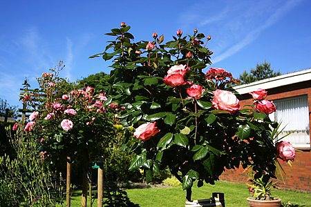 Ferienhaus für 2 Personen, mit Terrasse in Neuharlingersiel - 2