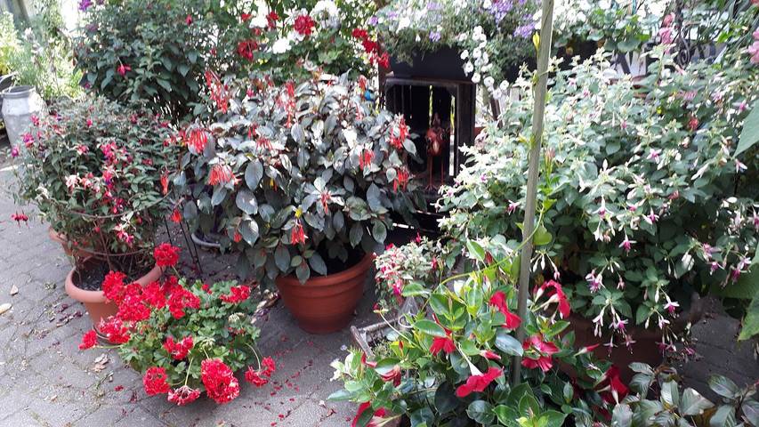 Gîte pour 4 personnes, avec jardin à Walsrode - 3