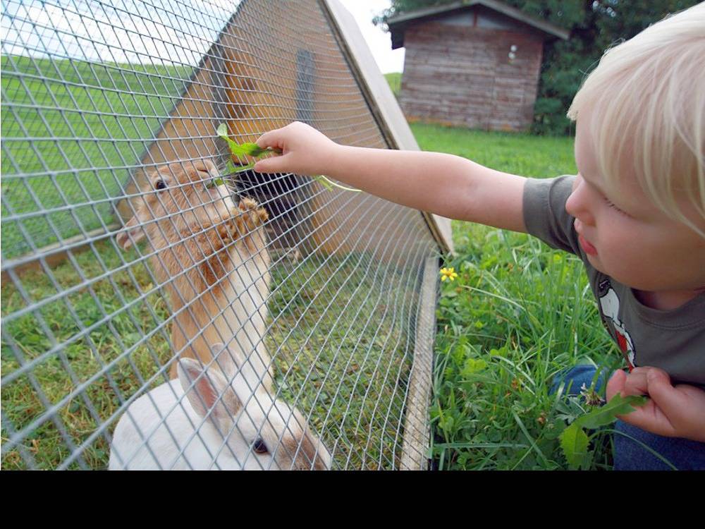 Ferienhof Hirsch - Teichblick in Rückholz, Bayerisch Schwaben