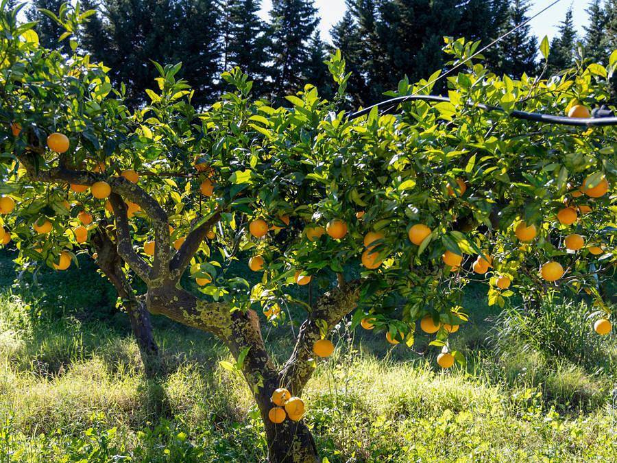 Agriturismo Vultaggio - Tienda de lona y madera 2 personas - Tienda Safari Glamping in Misiliscemi, Provincia de Trapani