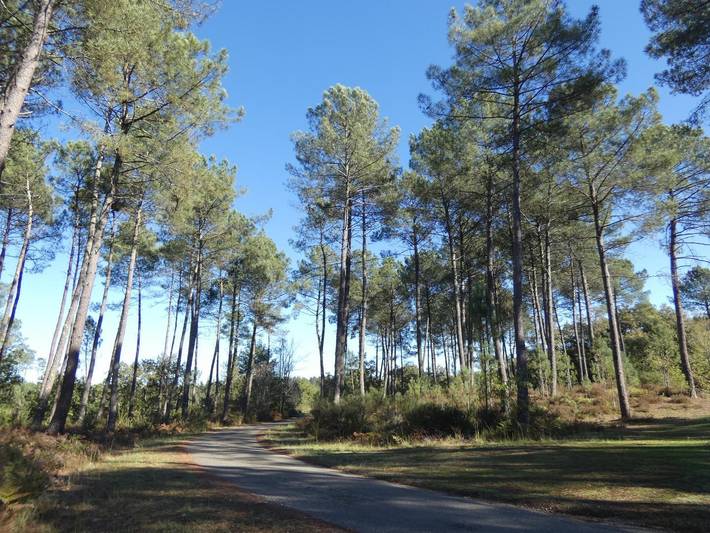 Chalet pour 4 personnes, avec terrasse dans les Landes - 3