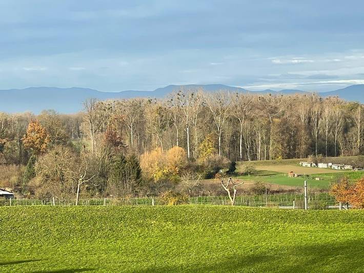 Ferienwohnung für 16 Personen, mit Whirlpool und Sauna sowie Garten in Sasbach am Kaiserstuhl - 4