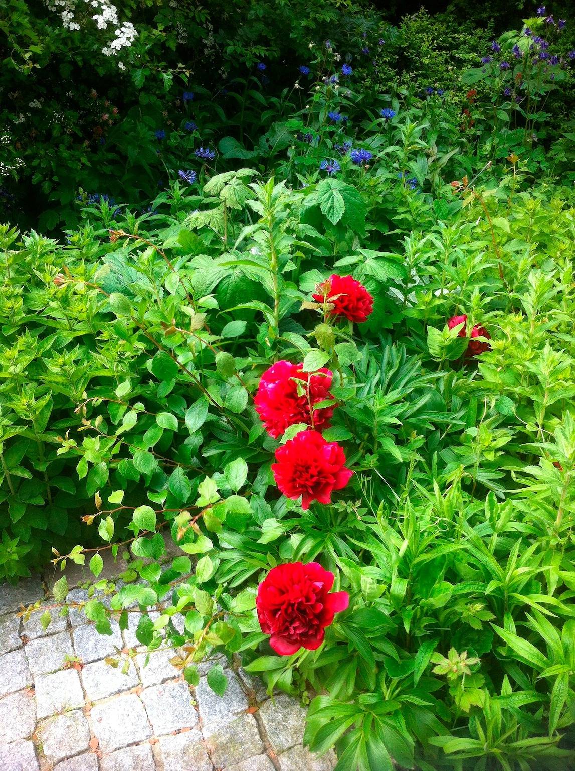 Ganze Ferienwohnung, Haus Amy - Wohnung 3 in Ostfehmarn, Fehmarn