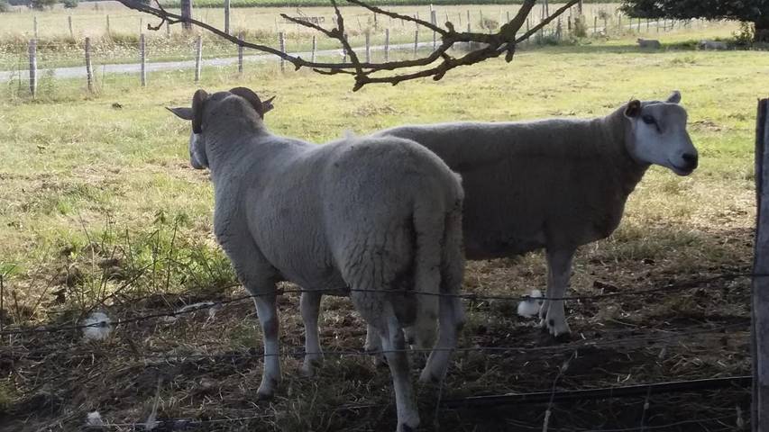 Gîte pour 2 personnes, avec balcon à Plufur - 3