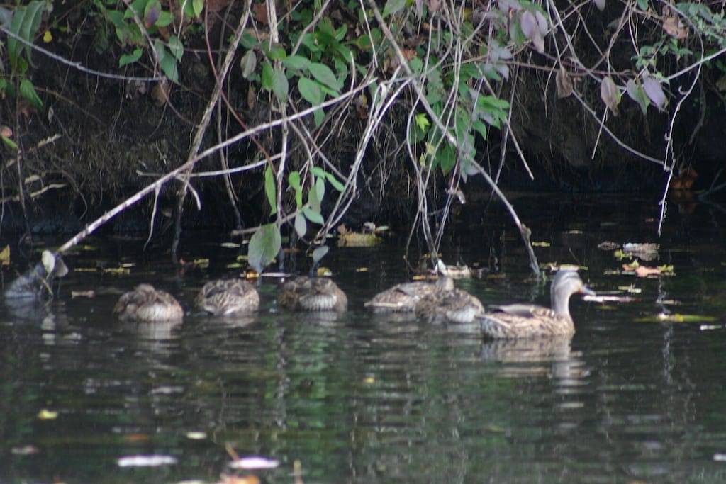 Entspannen Sie an den wunderschönen Portage Lakes oder Sw Fl in Portage Lakes