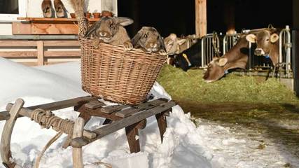 Hütte für 4 Personen in Krumbach (Vorarlberg), Allgäuer Alpen (Österreich), Bild 4