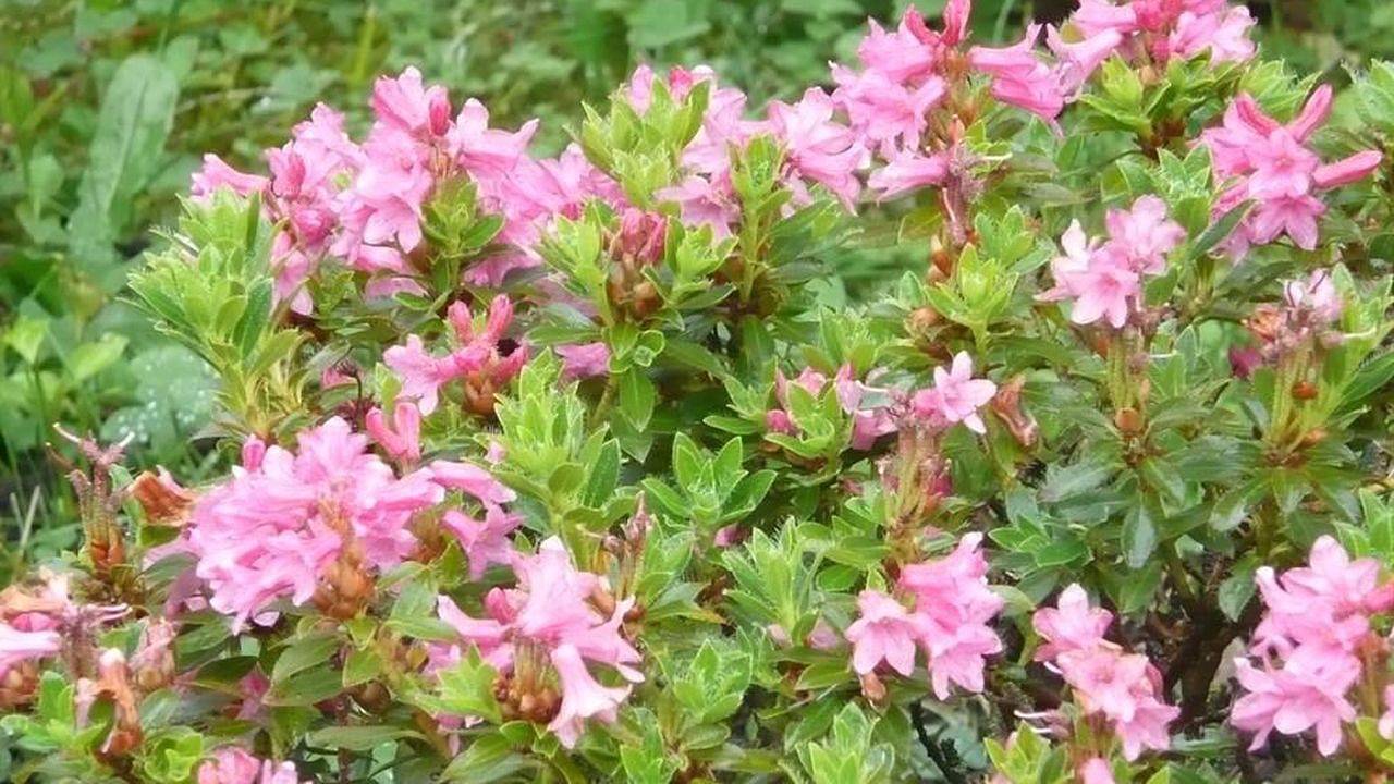 Ganze Ferienwohnung, Ferienwohnung für 4 Personen (55 m²) in Immenstadt in Immenstadt, Bayerisch Schwaben